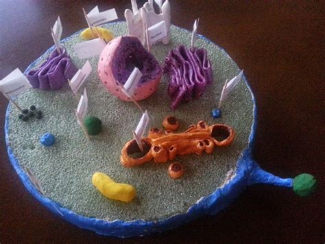 17+ Clay Plant Cell Model - AyhamShoaib