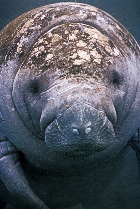 Manatee rescue and recovery in Everglades | News | southdadenewsleader.com