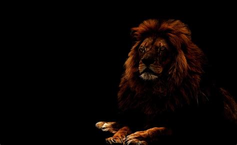 HD wallpaper: Lion, adult male lion, Aero, Black, lion - feline, animal ...