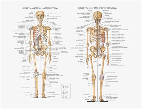 Download Transparent Anatomy Axial Skeleton - Human Skeleton All Bones ...