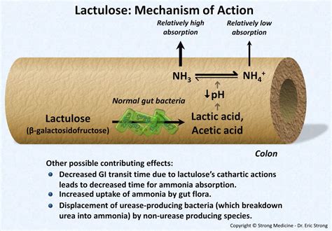 Lactulose Mechanism Of Action