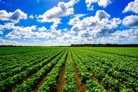 Agriculture vegetable field. Landscape view of a freshly growing ...