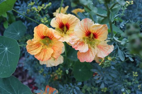 Nasturtium flowers | Nasturtium, Spring garden flowers, Edible plants