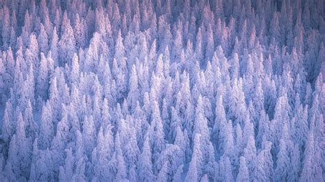 Snow Covered Forest 4K Wallpaper - Download Free 4K Desktop Wallpapers