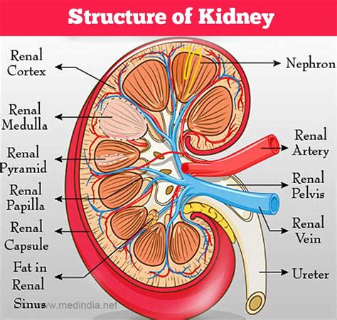 Acute Renal (Kidney) Failure- Causes, Symptoms, Diagnosis, Treatment ...