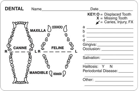 CANINE / FELINE DENTAL RECORD