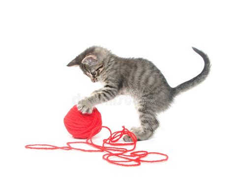 Cute Tabby Kitten Playing with Yarn Stock Image - Image of white, kitty: 21302843