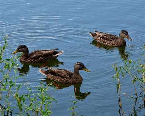 Ducks on your pond | Duck pond, Duck in water, Pond painting