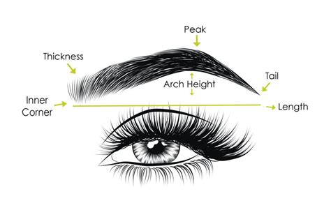 Anatomy of Eyebrow | Different Types of Eyebrows Shapes | Types of ...