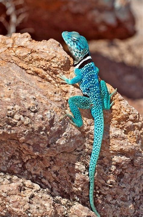 rare colorful reptiles için resim sonucu Cute Reptiles, Reptiles And Amphibians, Mammals, Nature ...