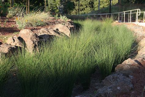 Poa labillardieri Fact Sheet — Australian Wetlands Nursery