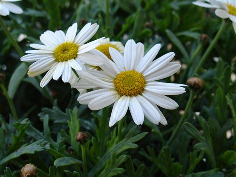 Hoa cúc trắng – ý nghĩa và cách chăm sóc