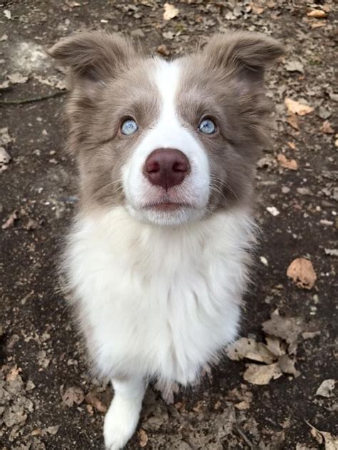 NicNacs from Paradise Falls Border Collie female, lilac & white, *11/2015 | Dog breeds, Collie ...