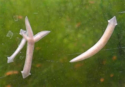 3 Types of Tiny White Worms Found in a Freshwater Aquarium | AquAnswers