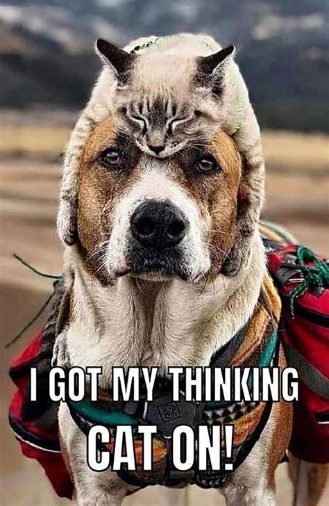 There are thinking caps and then thinking cats... in 2021 | Funny dog ...