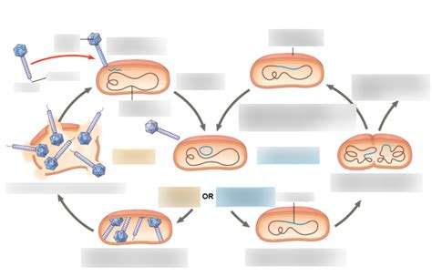 Chapter 19 - The Lytic and Lysogenic Cycles of Phage λ, a Temperate ...