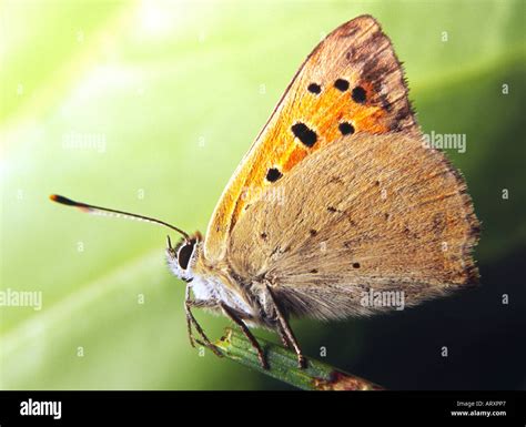 Small copper butterfly Stock Photo - Alamy