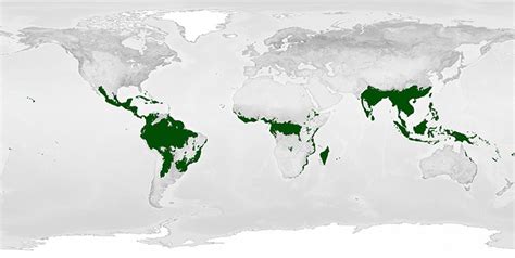 Location Of Tropical Rainforest On A Map Rainforest Mission Biomes ...