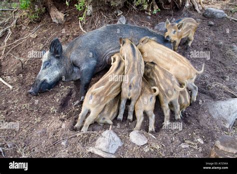 Mother wild boar and piglets feeding contentedly with one piglet separated Tomich Scotland Stock ...