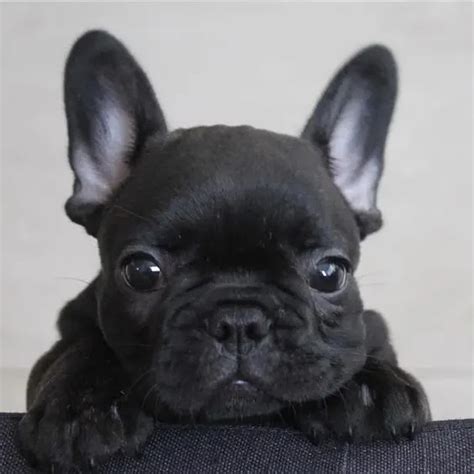 14 Reasons Why French Bulldogs Are The Worst Dogs To Live With in 2020 | Bulldog puppies ...