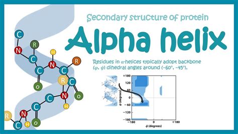 Alpha helix || secondary structure of protein - YouTube