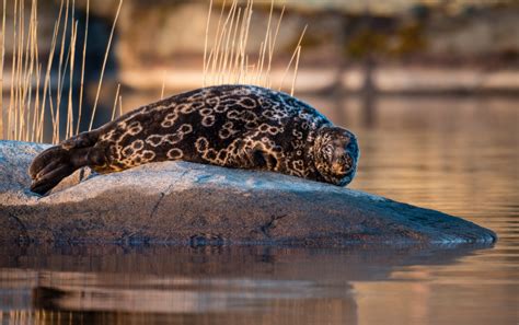 The Saimaa ringed seal is an endangered animal that only lives in ...