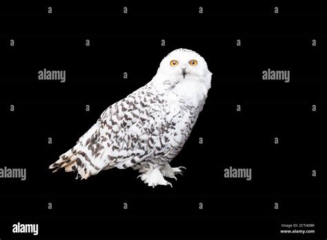 Snowy owl nest hi-res stock photography and images - Alamy