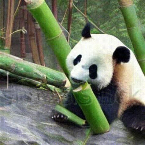 Panda eating bamboo - GIF format by BadgerCMYK on DeviantArt