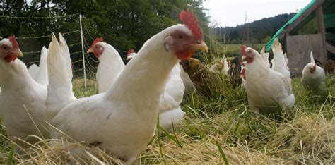 File:Free range chicken flock.jpg
