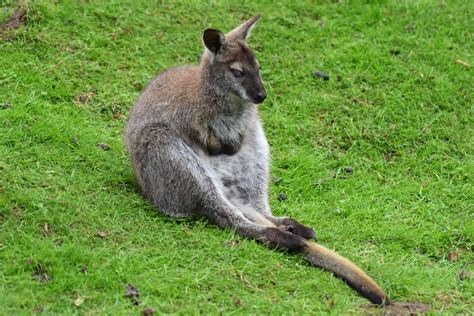 Kangaroo Wallaby Australia - Free photo on Pixabay