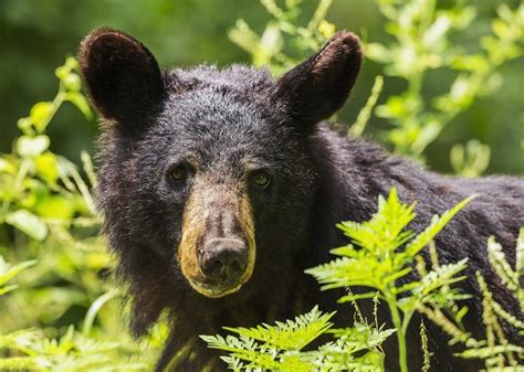 Oso negro liberado se fue a Zacatecas