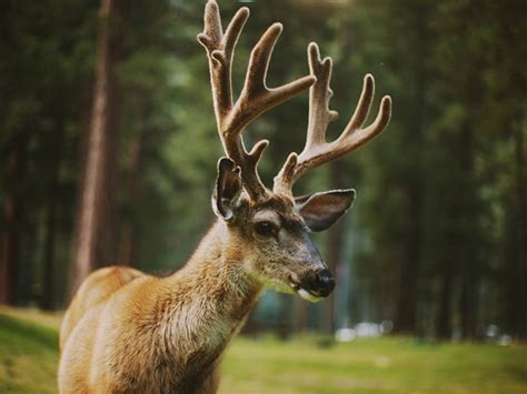 What Are Deer Antler Supplements? Health Effects and Safety