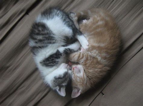 Sleeping Heart Kittens – 1Funny.com