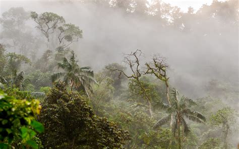 Where Can You Find a Cloud Forest? | Wonderopolis