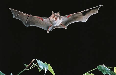 Bats in Laos Caves Harbour Closest Relatives To Covid-19