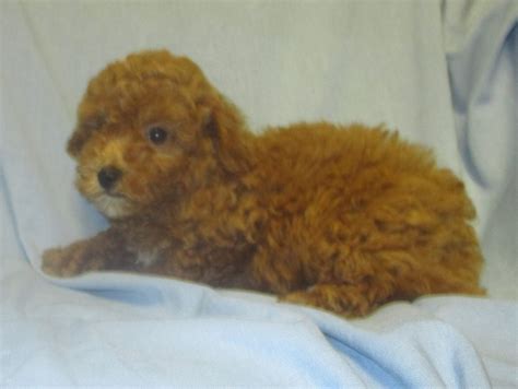 Bichon Poo Puppy Breeder - Washington, DC | Windsor Oak Farm