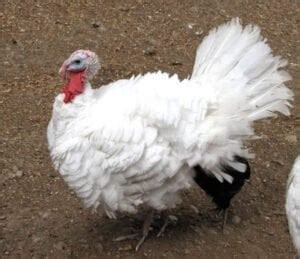 List of Turkey Breeds : r/backyardturkeys