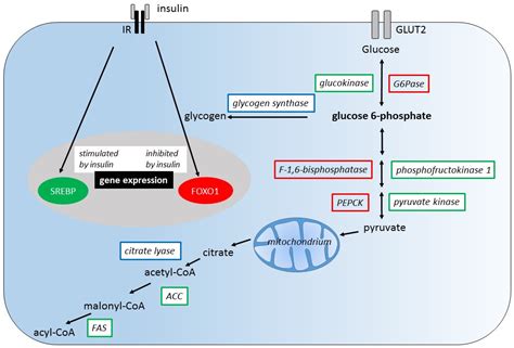 Fructose Metabolism Vs Glucose Metabolism