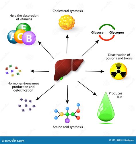 Liver functions stock vector. Illustration of deactivation - 61319483