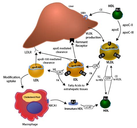 etx-lipids-ch4-fig6 - Endotext