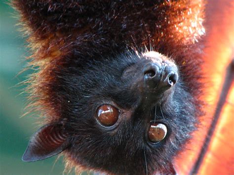 Bat Face Close Up (Murcielago Cara) - Temaiken Zoo - Escob… | Flickr