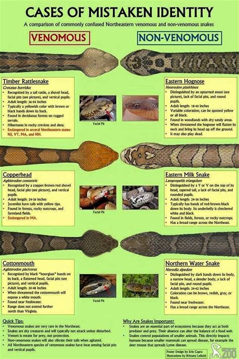 19 best images about Snakes & Stingers in OK/Venomous on Pinterest ...