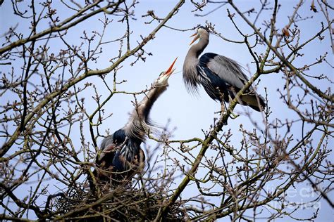 Great Blue Heron Nesting 2017 - 8 Photograph by Terry Elniski - Fine Art America