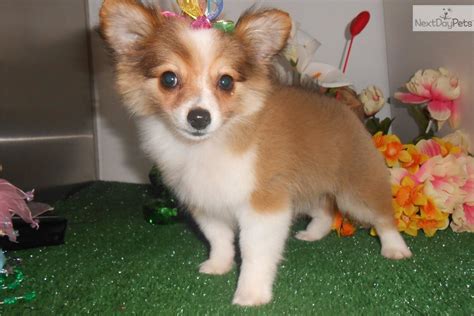 Pomchi puppy for sale near Chicago, Illinois | f17a0ca7-9111