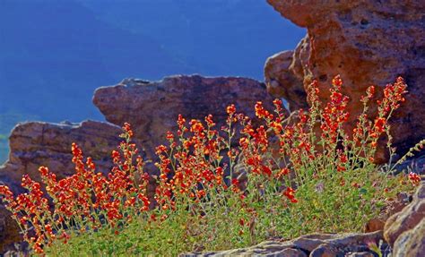 Grub Hub® Blog and Outdoor Ramblings: Desert Flowers in Red Cliffs ...