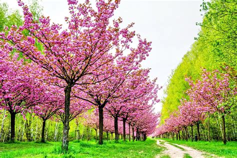 Download Pink Flower Spring Blossom Path Forest Nature Tree 4k Ultra HD Wallpaper