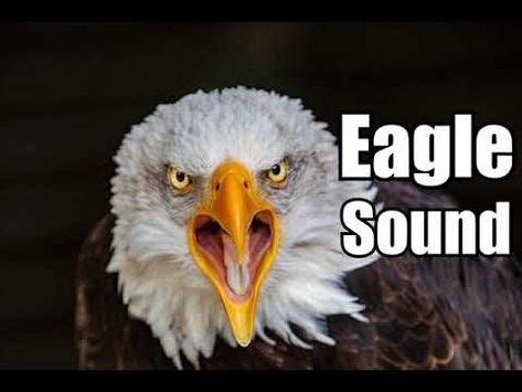 10 Minutes - Eagle Sound Effects - different Eagle sounds * HIGH QUALITY * - YouTube (com imagens)