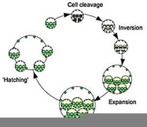 Volvox Life Cycle | Free Images at Clker.com - vector clip art online, royalty free & public domain