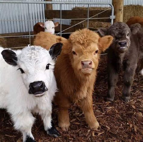 Mini Cows!!! To darn cute! Baby Cows, Cute Cows, Farm Animals, Animals And Pets, Funny Animals ...