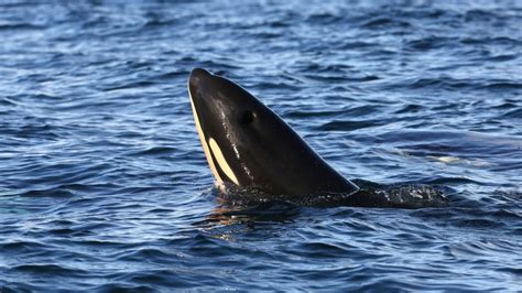 Orca baby boom: 7th calf born to endangered southern resident ...